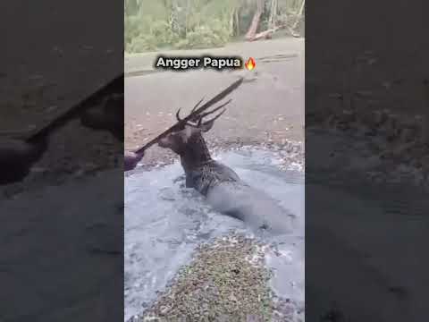 Berburu rusa pakai parang