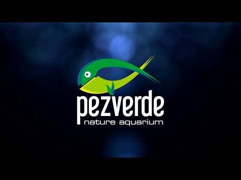Madera de Cholla – PezVerde