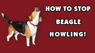 How to stop my Beagle from howling??? Like Yesterday!!!  Make Choices You