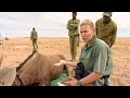 Wildebeest Health Check | Vet Safari | BBC Earth