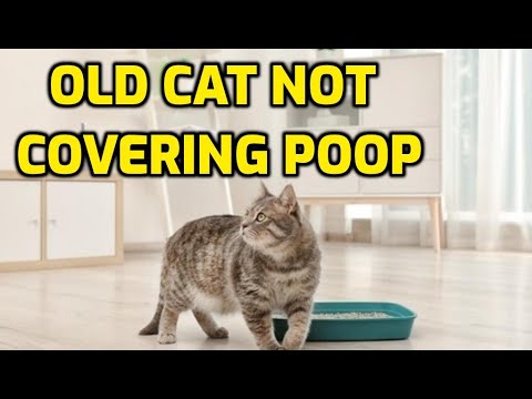 Why Won't My Cat Cover Its Poop Anymore?