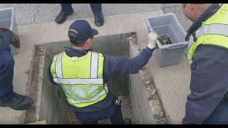 Texas police rescue ducklings