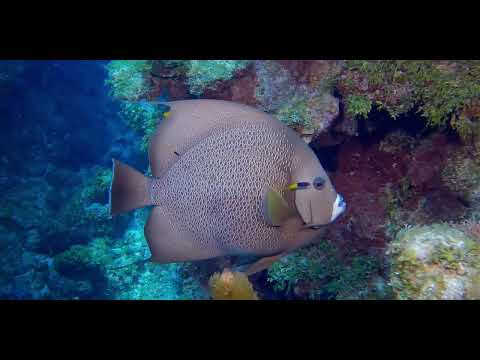 1 Angelfish - scuba diving video