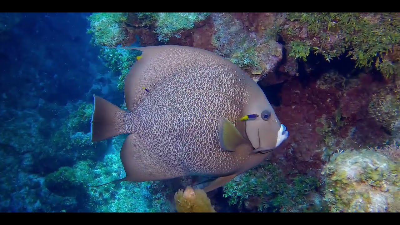 Disk-Shaped Colorful - Caribbean Angelfish videos, genus and species.