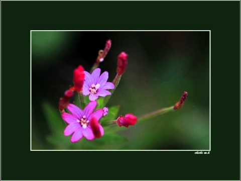 Hoa khế vương thành giếng - Hoàng Quân