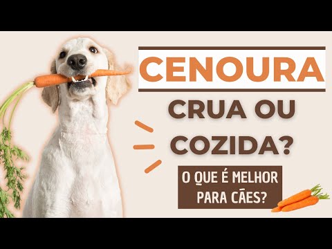 Cachorro pode comer cenoura? A cenoura deve ser crua ou cozida para cachorro?