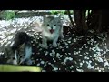 A Cat Hisses From Robin Seplut S Video