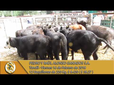 16-02-18 Venta de Hembras - Pedro y Raul Alonso Ganados S.A. - Tandil.
