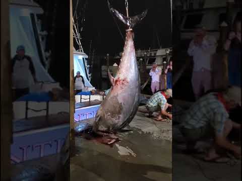 new texas state record blue fin tuna 876 pounds 4/13/21 (not my catch )