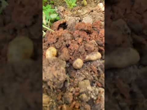 Checking to see if these peanuts ready peanuts harvest