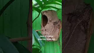 Download lagu Glodok murai batu which is much liked and produces quickly mp3 Download lagu Glodok murai batu which is much liked and produces quickly mp3