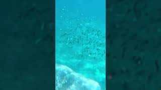仏ヶ浦生物生態探索