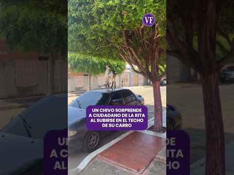 CHIVO SORPRENDE A CIUDADANO DE LA RITA AL SUBIRSE AL TECHO DE SU AUTO