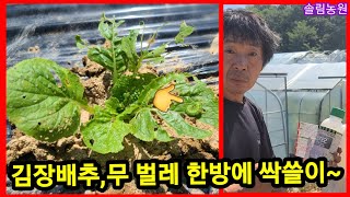 김장배추,무 청벌레,벼룩벌레 한방에 싹쓸이~ 귀농귀촌,전원일기 주말농장 텃밭