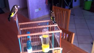 SCARICARE CANTO CARDELLINO MP3 DA