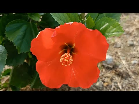 Beautiful Flowers in Krong Tep Nimit High School (Paiin Cambodia)