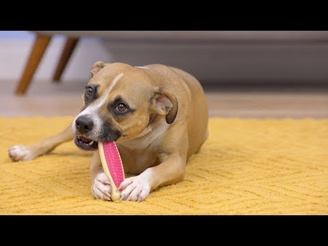 download lagu mp3 mp4 Hartz Chew N Clean Tuff Bone, download lagu Hartz Chew N Clean Tuff Bone gratis, unduh video klip Hartz Chew N Clean Tuff Bone