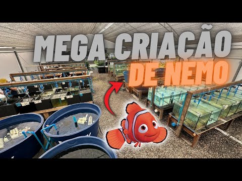 TOUR OF THE LARGEST NEMO BREEDING FARM IN LATIN AMERICA!!! (UPDATED)