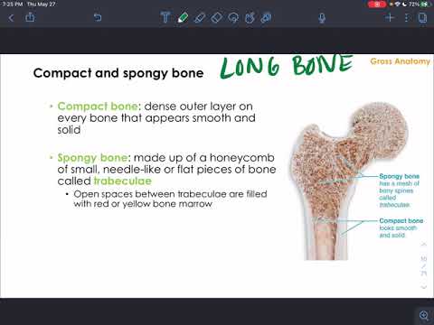 CH6 - Bones & Skeletal Tissue - Part 1