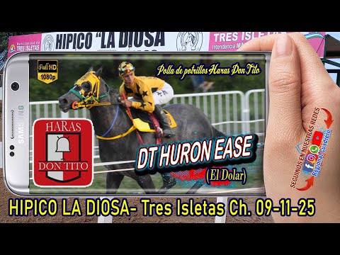 DT HURON EASE-Polla de potrillos Haras don Tito 2025- Hipico la Diosa, Tres isletas Ch. 09.11.25