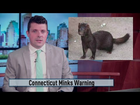 CT Minks Warning