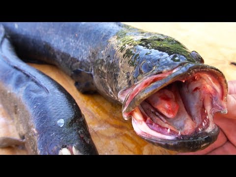 CATCH CLEAN COOK: Northern Snakehead on the Grill (2 of 4) | Field Trips Virginia Video