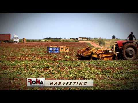 Roha Premium Potato Ltd - Harvesting