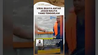 Viral Buaya di Perairan Muara Jawa Kutai Kartanegara Antarkan Jasad Balita Tenggelam ke Permukaan