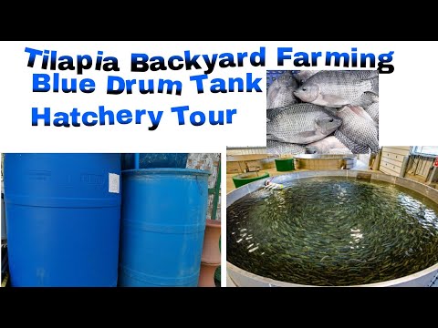 , title : 'Tilapia basic tips (tagalog) hatchery Tour