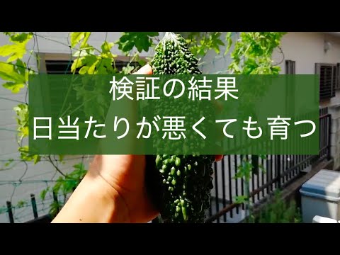 ラムレタスは密な一定の日陰に耐えます