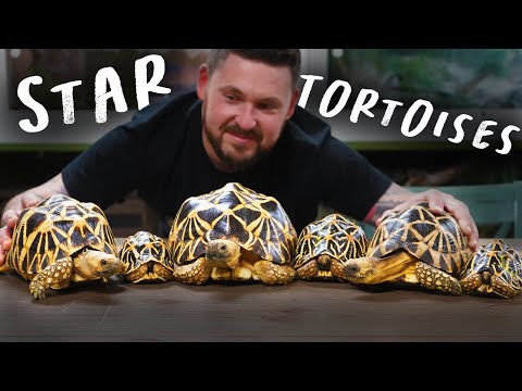 LEARN ABOUT STAR TORTOISES!
