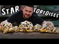 LEARN ABOUT STAR TORTOISES