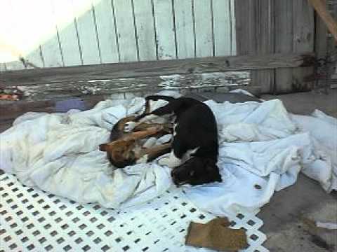 naif and candy dogs play