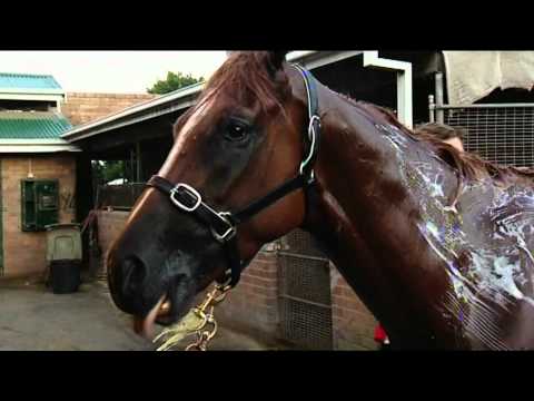 Lightinthenite - Channel 9 - AAMI Golden Slipper Day