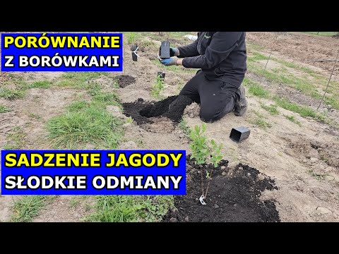 Planting Haskap Berries. Sweet Varieties. Cultivation Information. Soil Comparison with Blueberry...