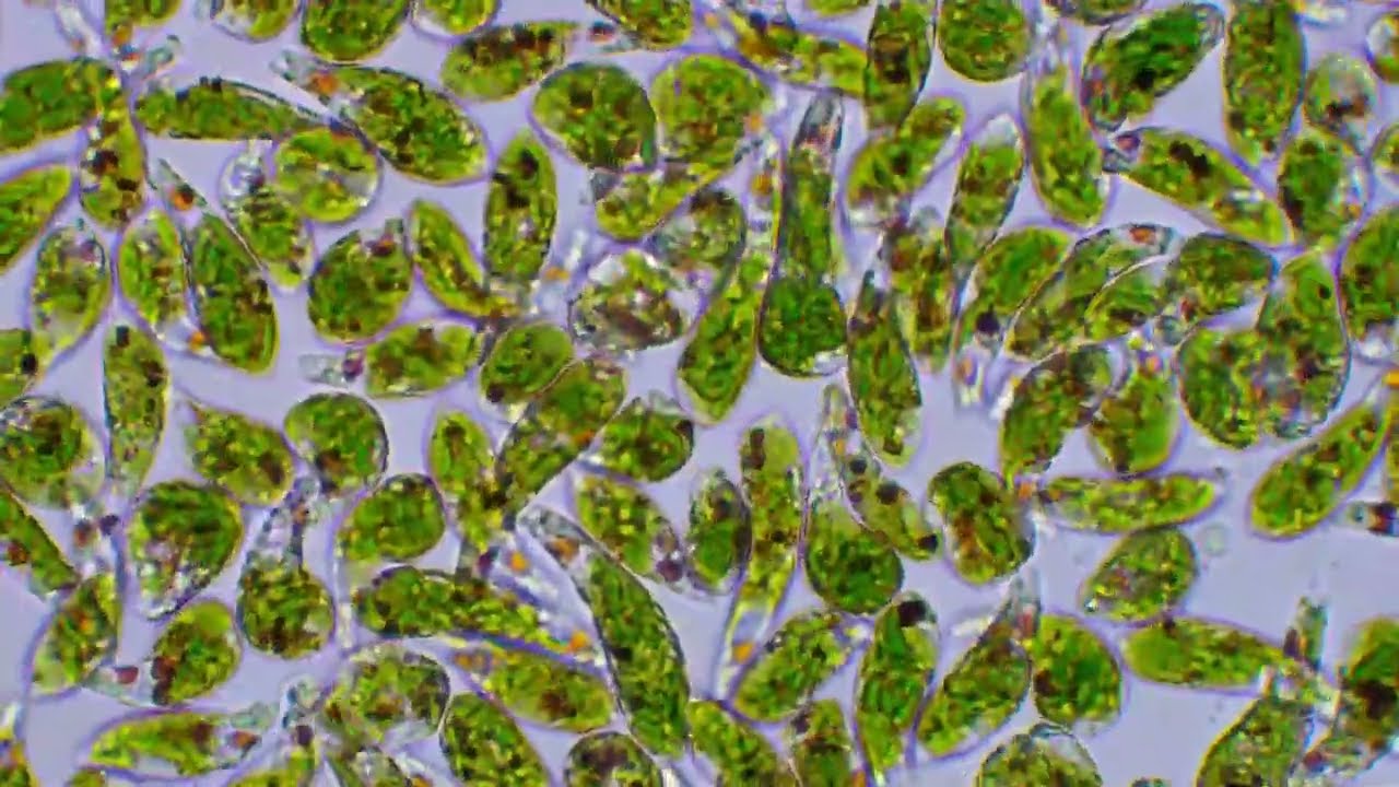 Euglena... living and being eaten by Stentor