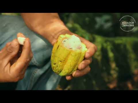 TRÁILER OFICIAL | Por primera vez en la historia de Zamora Chinchipe un Documental | XI CAPÍTULO 