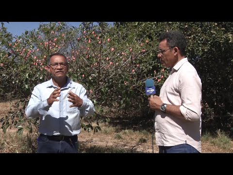 Pesquisador da Embrapa Meio-norte fala sobre a produção de fruticultura no Piauí 03 09 2022
