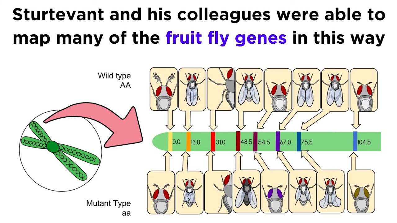 Are linked genes inherited together?