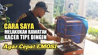 Download lagu Cara Saya Merawat Kacer Tipe Dingin Agar Cepat Emosi mp3