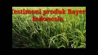 preview picture of video 'Pertanian dengan paket produk Bayer Indonesia.'