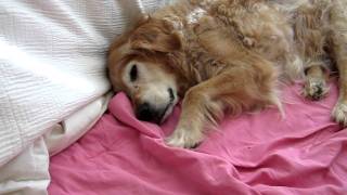 Video of Bailey Sleepin