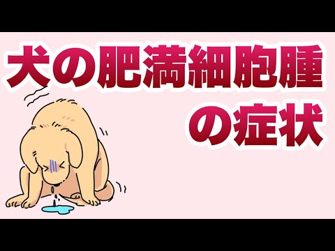 犬の肥満細胞腫瘍:症状、予後、治療