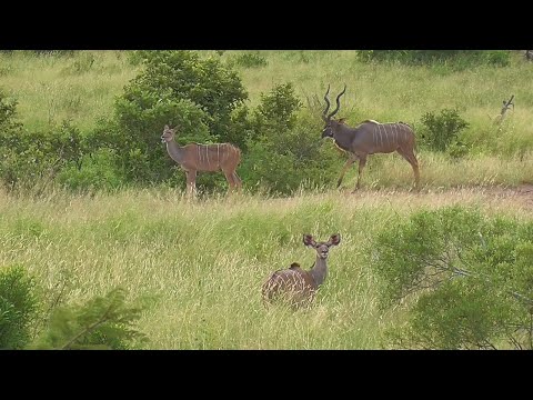 SOUTH AFRICA giant kingfisher, hornbills and more, Kruger n.p. (10 April 2019)