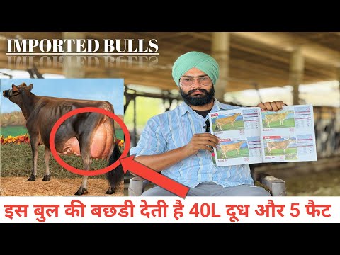 Imported jersey bulls of ABS 2025। Milk and fat increasing bulls । जर्सी नसल के बुल। Semen for breed