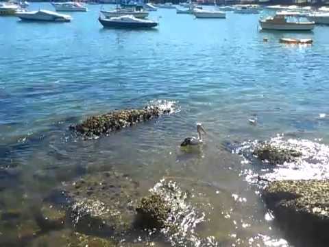 Pelican, port de Manly, NSW
