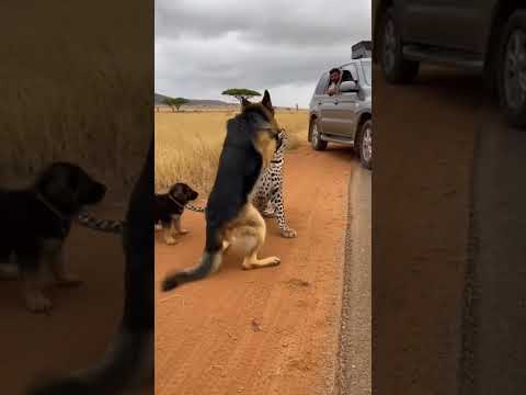 Can the big sheepdog avenge the puppy and defeat the leopard?#leopard #rescue #danger #wildlife #dog