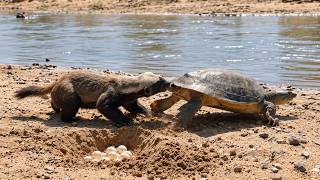 Honey Badger Won’t Let Go as the Turtle Crawls Toward the River