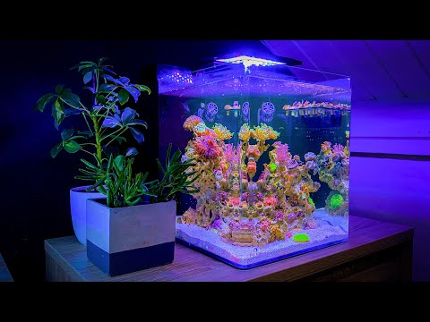 15 Gallon Nano Coral Reef Tank Update Month Seven