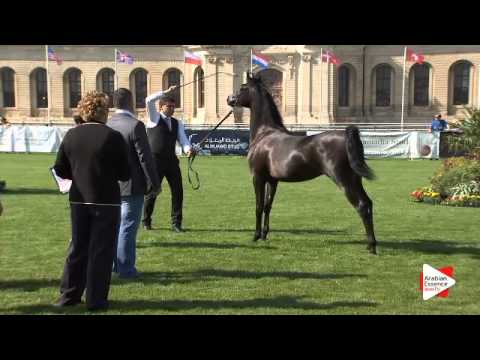 N.47 ARTEMAS GA - Chantilly 2015 AWC - Colts 1 year old (Class 6A)